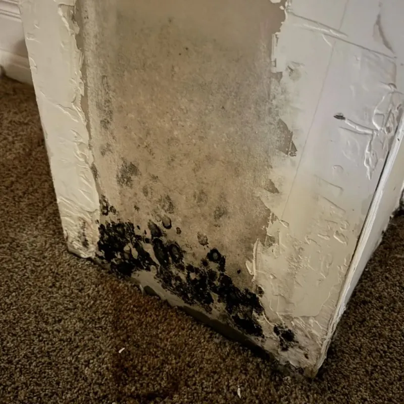Professional Mold Removal in Okmulgee County, OK